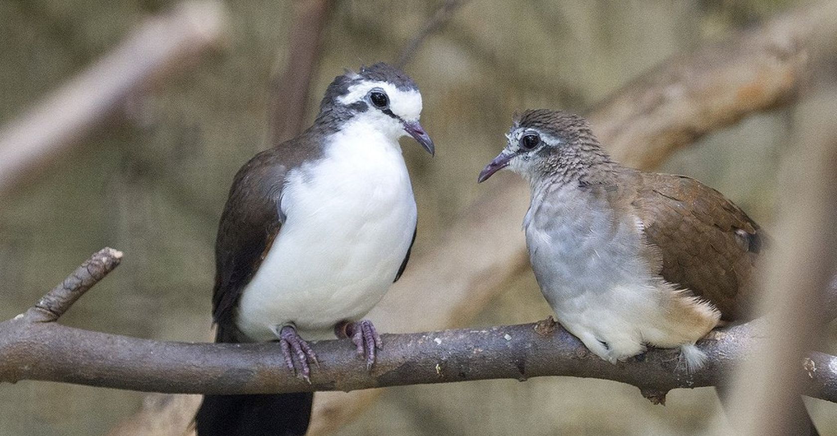 The Tambourine Dove: A Musical Bird with a Unique Call and a Striking Appearance