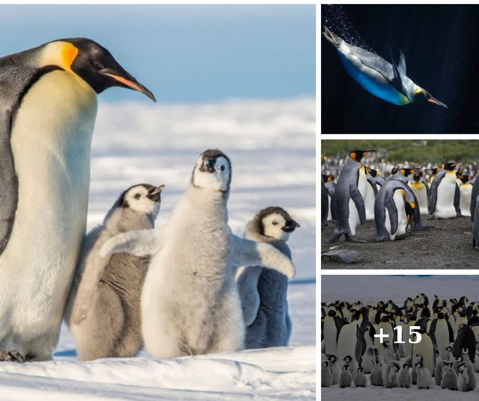 Emperor Penguin Facts