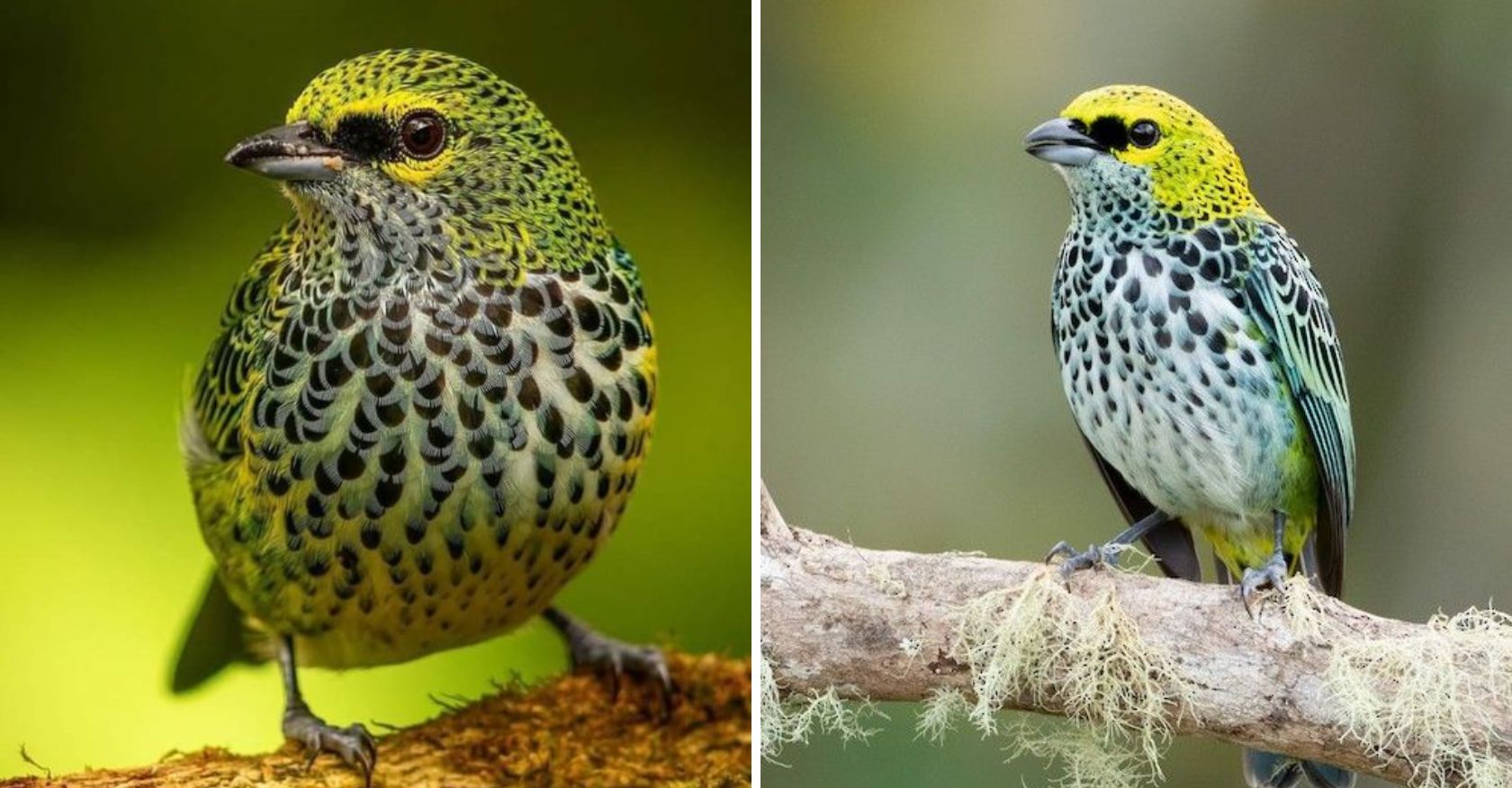 The Speckled Tanager – A Colorful and Melodious Bird of South American Forests